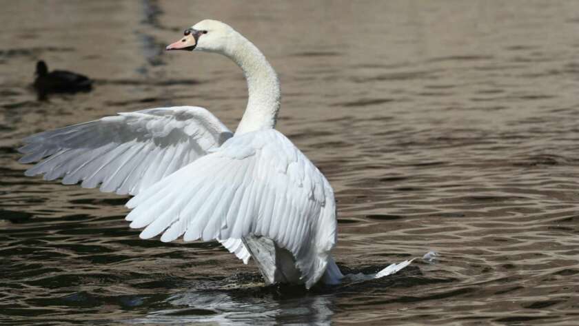 Cisnes_Brujas_blog Cisnes Brujas blog