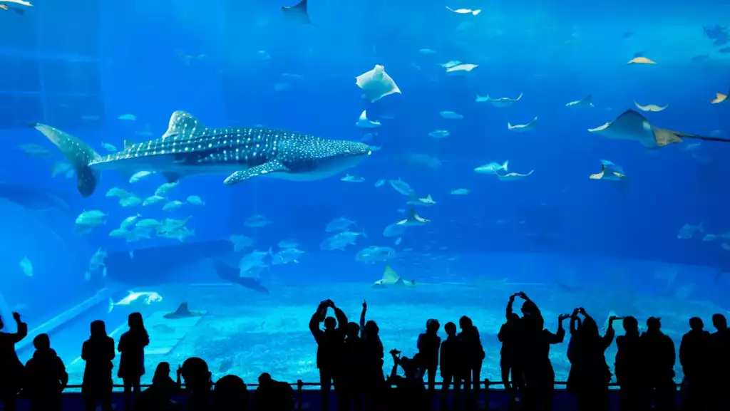 acuario_coruña acuario_coruña